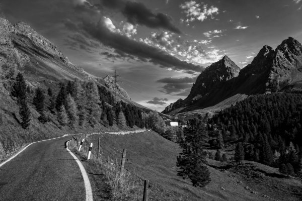 Albula