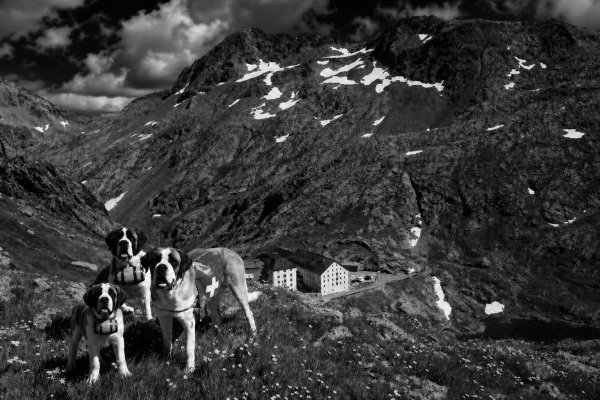 Grand St. Bernard